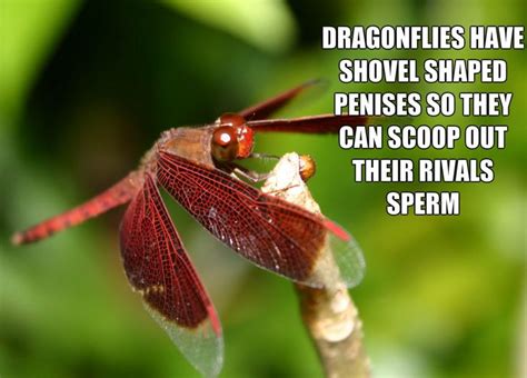 22 disturbing facts you might regret knowing dragonfly insect dragonfly facts dragonfly