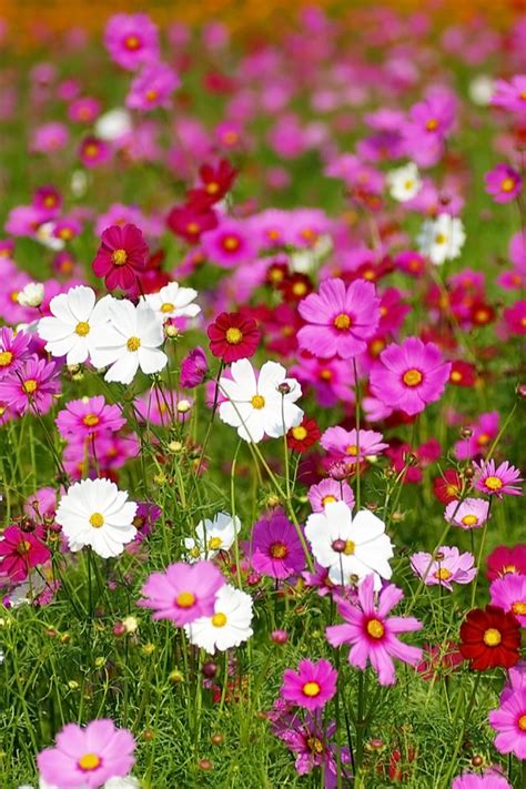 Growing Cosmos How To Keep Cosmos Blooming Strong All Summer