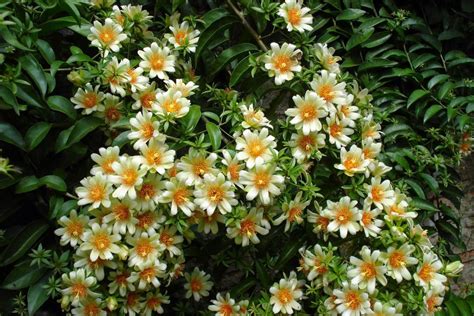 18 arboles con flores nombres caracteristicas y fotos / planta liliácea, de flores grandes y hermosas. 1 Planta De Pereskia Aculeata - Flores Hermosas Y Raras ...