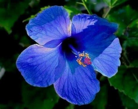 The name means hibiscus village in malaysian. Soal Gambar Bunga Sepatu - 7 Kembang Sepatu Yang Wajib ...