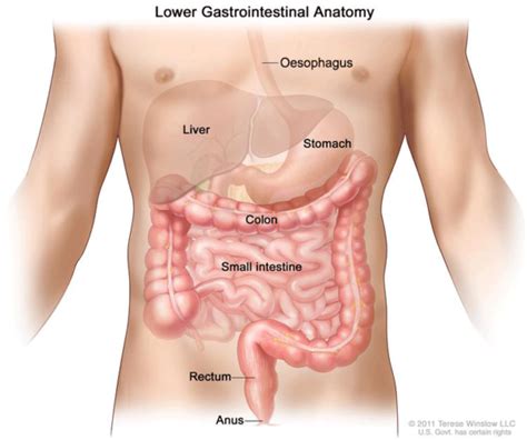 The most recent nz data shows men 44.8 per 100,000 with females 35.2 per 100,000. Bowel cancer symptoms & stastics | Bowel Cancer NZ