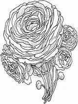 Coloring Peony Flower Flowers Printable  sketch template