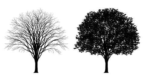 Artstation Vector Tree Silhouette Detailed With And Without Leaves