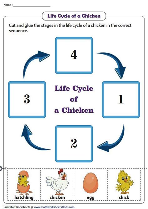 Sequencing The Stages In A Chicken Life Cycle Preschool Education