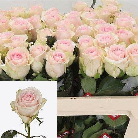 Rose Revival Sweet 50cm Is A Lovely Pink Cut Flower As A Rule Of