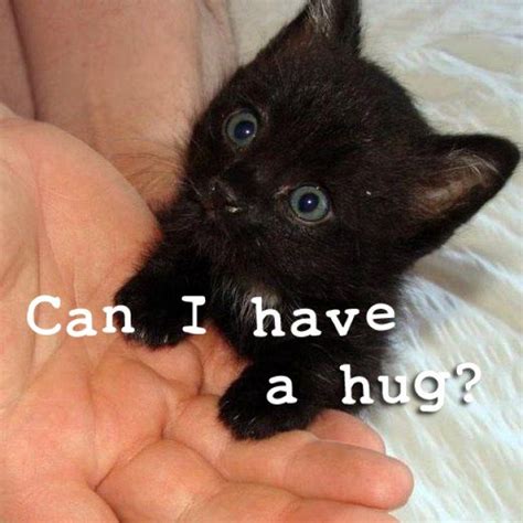 1000 Images About Black Kittens On Pinterest