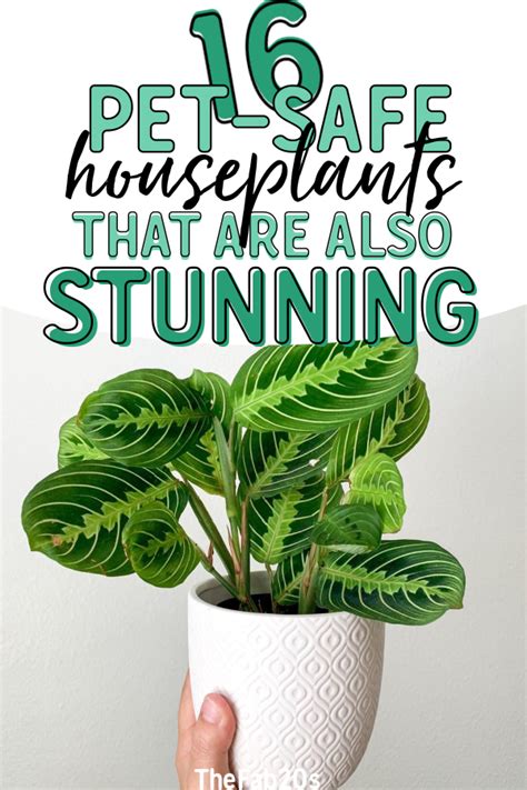Keep Your Cats Safe And Happy With These Houseplants Home Design