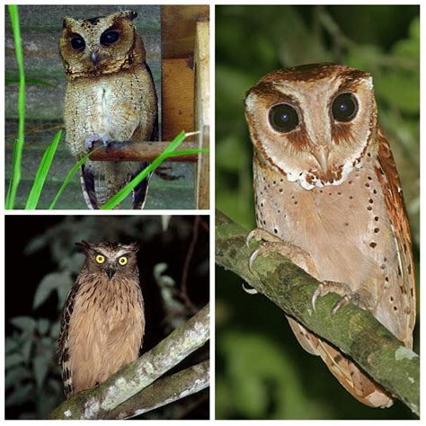Burung Hantu Ada 56 Jenis 20 Endemis Indonesia And Tiga Di Bali