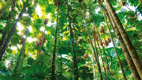 Selvas Húmedas Clima Flora Fauna Y Más ️ Postposmo Postposmo