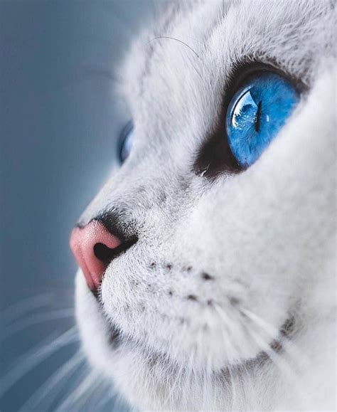 This Gorgeous Blue Eyed Cat Kitten Pictures Cute Cats And Kittens