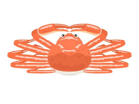 Crab Leg Illustrations Royalty Free Vector Graphics And Clip Art Istock