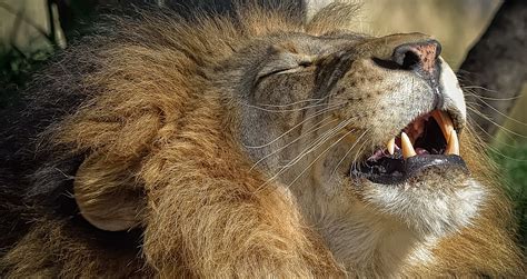 The Laughing Lion By Clark Oden Photo 25483357 500px