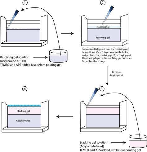 Protein Electrophoresis Using Sds Page A Detailed Overview Goldbio