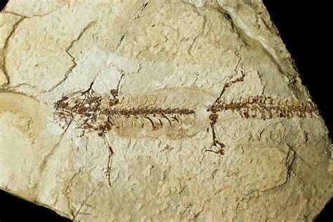 Fossilised Salamander Skeleton Photograph By Sinclair Stammersscience
