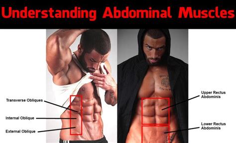 Understanding Abdominal Muscles Abdominal Muscles Muscle Abdominal