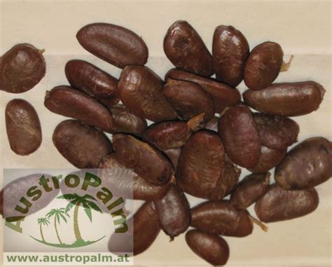 Asimina triloba Indianerbanane Papau 10 Samen - eigene ...