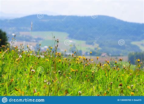 Meadow Full Of Flowers In Poland With Mountains In The Background