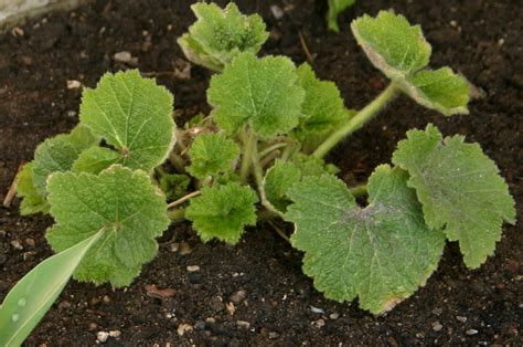 In severe cases, hollyhock leaves will begin to weevils multiply quickly and can produce many generations each year. March 2011 - Sowing the Seeds