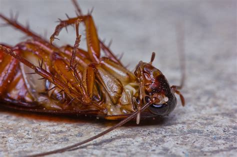 Some cockroach killing gear you might need. Does Diatomaceous Earth Kill Roaches? Avoiding ...