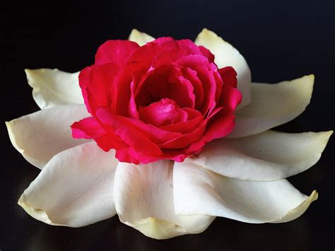 Ingyenes Képek Fehér Virágszirom Piros Fekete Sárga Rózsaszín