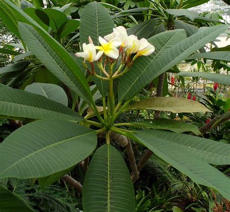 Narrow, tubular, twolipped white flowers are partially covered by and. Outdoor Tropical Plants Name - Want to be able to ...