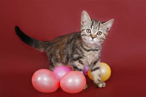 Kitten With Balloons Stock Image Image Of Friends Camera