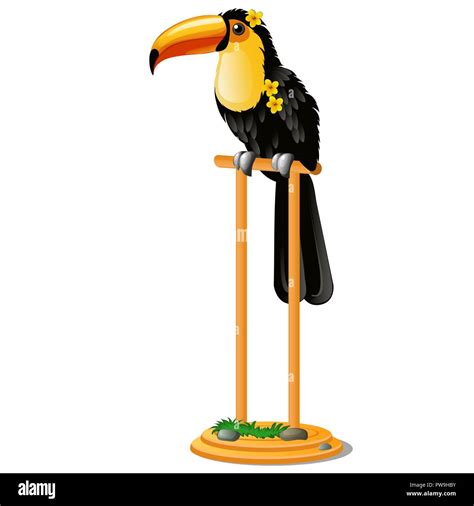 Beautiful Bird Toucan Sitting On A Wooden Perch Isolated On White