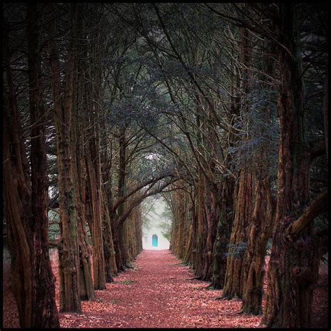 Amazing Tree Lined Path Azee