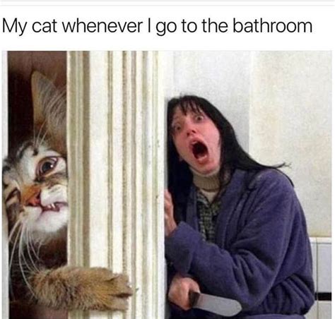 23 Sarcastic And Funny Memes To Get Your Day Rollin 15 Funny Cat Photos