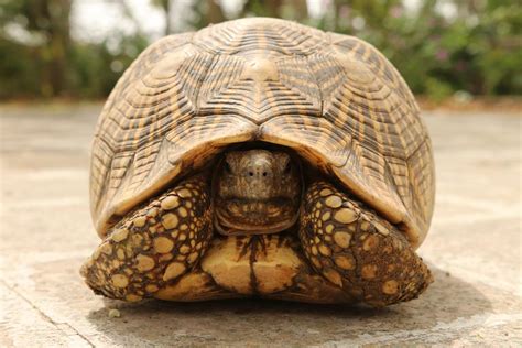 Tortoises Starry Shell Makes It A Target For Shocking Illegal Trade