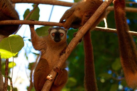 Wild West Tour Of Madagascar Tsiribihina River Pirogue Tour Stone