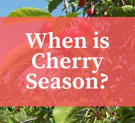When Does Cherry Season Begin And End Eat Like No One Else