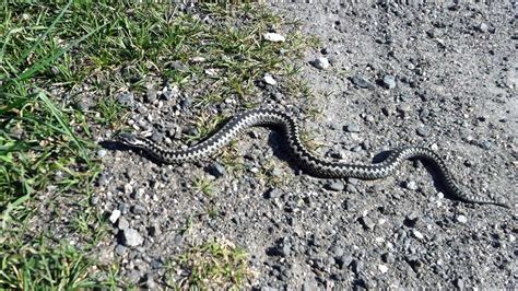 Field herping norway new vipera berus video comming hoggorm. Slik håndterer du hoggormen - NRK Telemark - Lokale nyheter, TV og radio