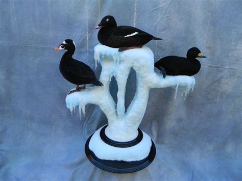 Diving And Sea Duck Mounts By Wild Things Taxidermy Redhead