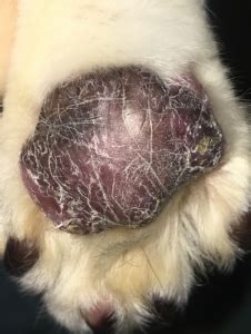 Check your cat's paw pad. Plasma Cell Pododermatitis in Lacey, WA | Dermatology ...