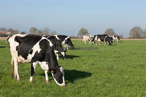 Photographie Vaches Laitieres Au Paturage Agricole