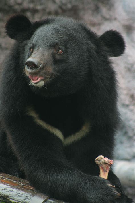 To honor our black bear mother huang meixiu who has been studying deeply in the central mountains and the observation of the rescue of black bears for more than 20. formosan black bear | Flickr - Photo Sharing!