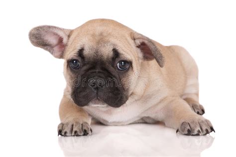 Sad French Bulldog Puppy Lying Down On White Stock Image Image Of