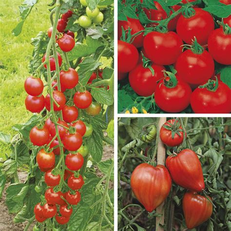 Tomato Grafted Plant Collection From Mr Fothergills Seeds And Plants