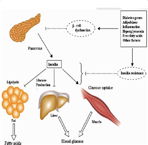 Pathophysiology Of Hyperglycemia And Increased Circulating Fatty Acids