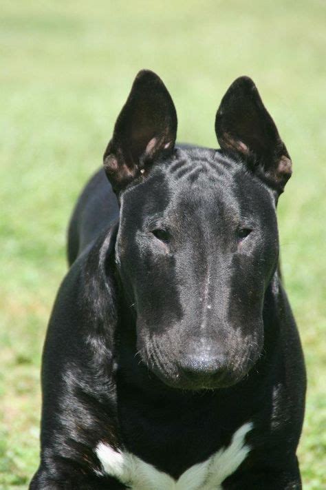 43 Best Black And White Bull Terriers Images White Bull Terrier