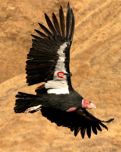 California Condor Named 2011 Bird Of The Year Socal Wild