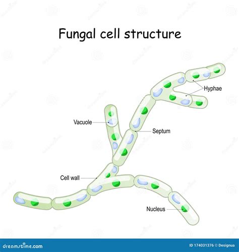 Fungal Cell Structure Fungi Hyphae With Septa Stock Vector