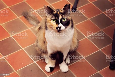 Feral Calico Cat With Clipped Or Tipped Ears To Indicate That The