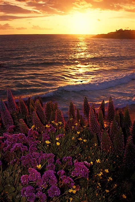 Sunset With Spring Flowers Photo Gar Cropser Photos At