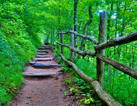 Forest Path Steps Trees Nature F Wallpaper 3665x2832 309732
