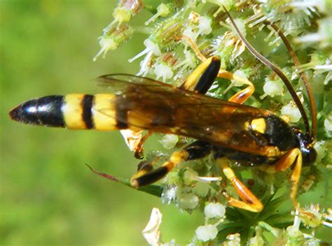 Yellow And Black Ichneumon Wasp Ichneumon Bugguidenet