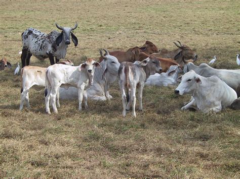From wikimedia commons, the free media repository. Brahman (Zebu) - Wikiwand