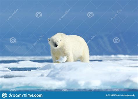 Polar Bear On The Ice Two Bears Love On Drifting Ice With Snow White