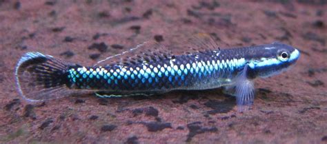 Stiphodon Atropurpureus Blue Neon Goby Microsicydium Atropurpureum